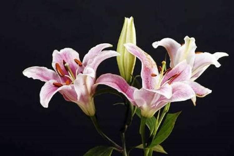 亚马逊百合花叶子边发黄 亚马逊百合花