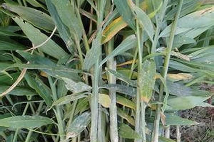 生姜高产种植技术要点