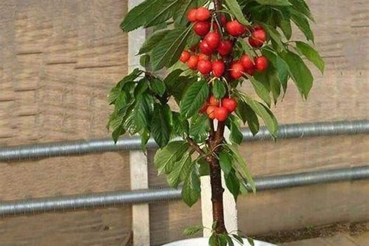 磷肥对果树的作用是什么