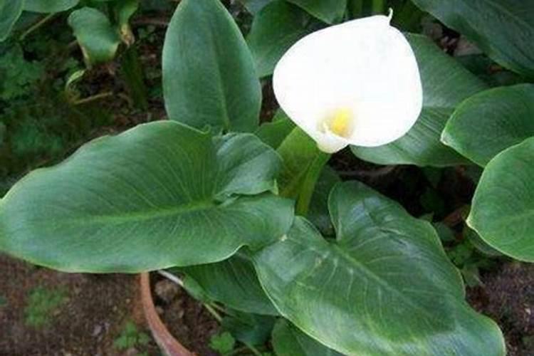 马蹄莲叶子焦了(马蹄莲叶子发黄干了)