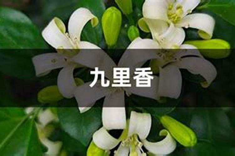 九里香为什么不结果