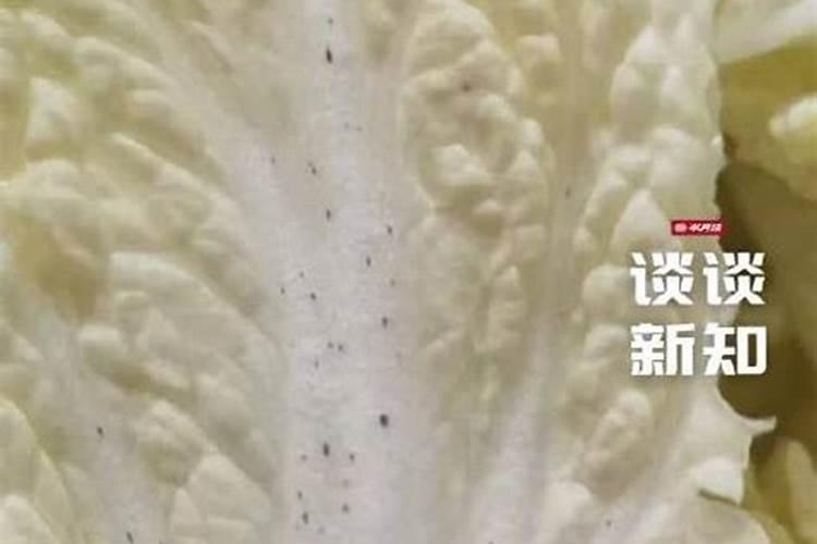 白菜叶子长在里面的黑点是什么