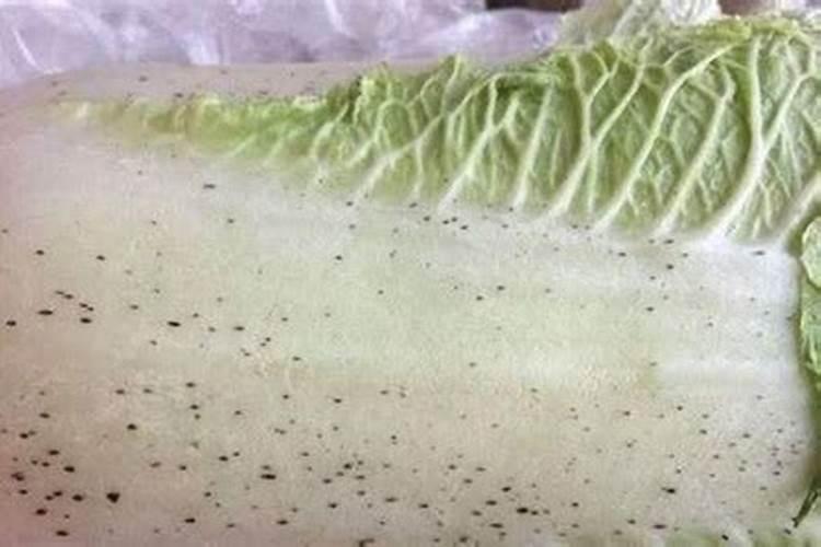 白菜上的黑点是什么,长了黑点后还能不能吃了？