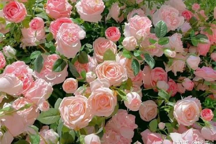 月季花的施肥方法