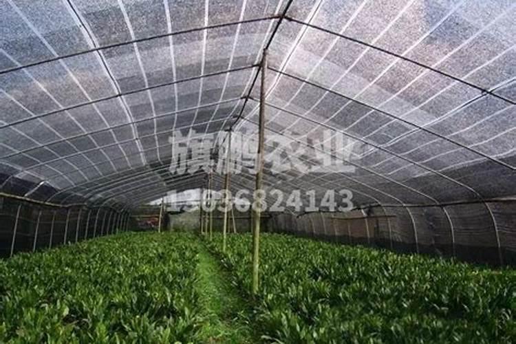 叶面喷施硼肥的最佳时间硼肥应该怎么用