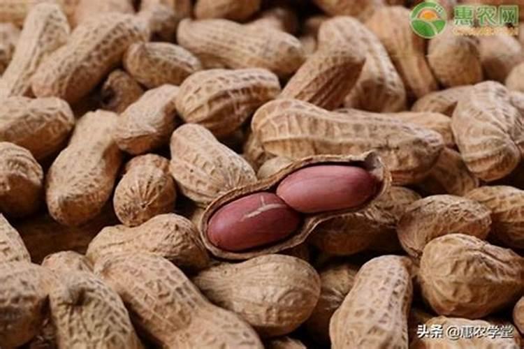 花生价格多少,适合什么肥料,追肥时间
