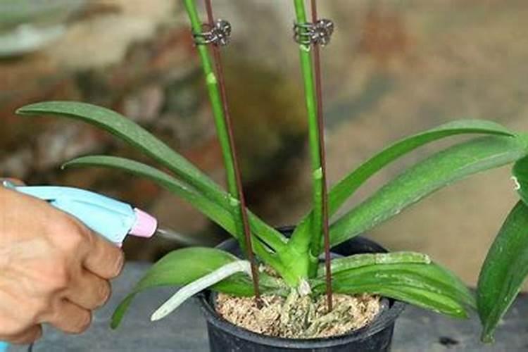 上网发现蝴蝶兰施肥不宜喷在其叶面上,那我家得肥料是叶面肥,我该喷在...