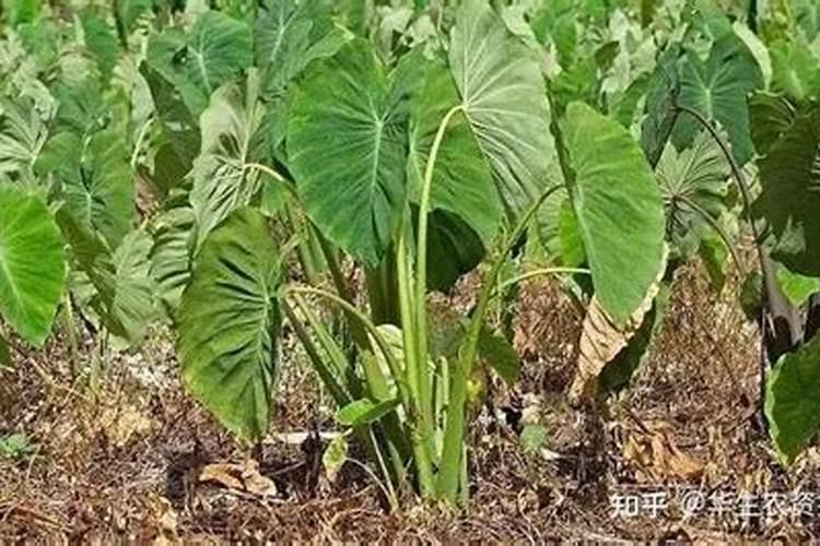 夏天芋头叶子枯萎怎么处理 芋头叶子发黄枯萎 怎么回事