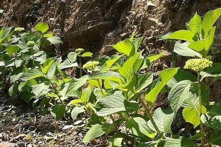 绣球花的施肥方法什么肥料好？
