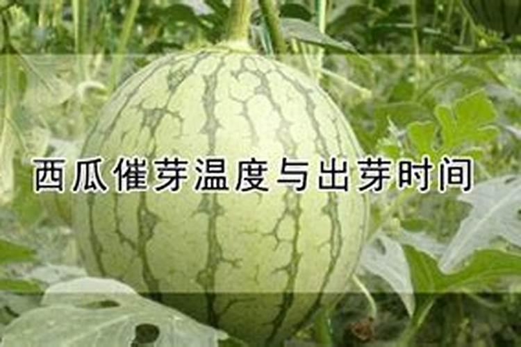 种西瓜用什么肥料