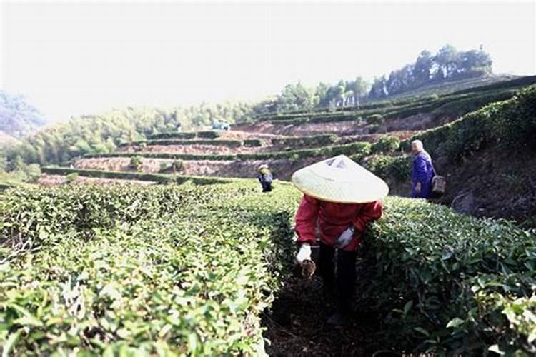 茶叶冬天如何施肥 茶叶冬天怎么施肥