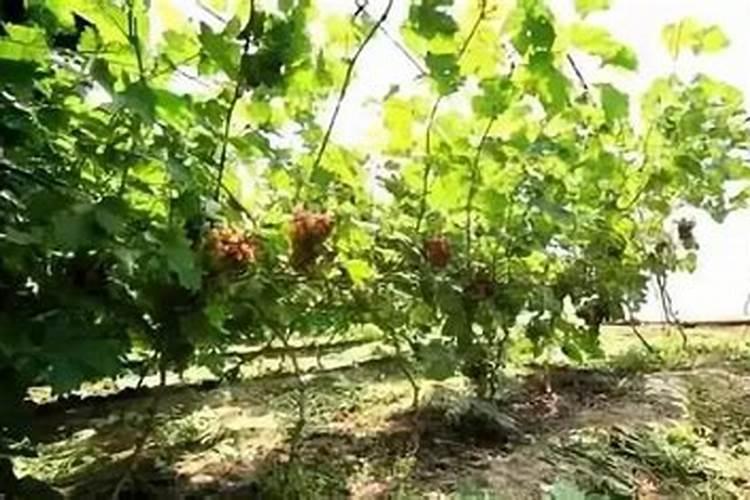 葡萄什么时候喷施叶面肥