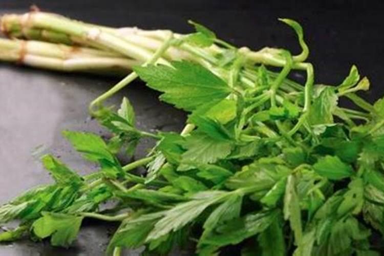 野生水芹菜紫红色怎么回事