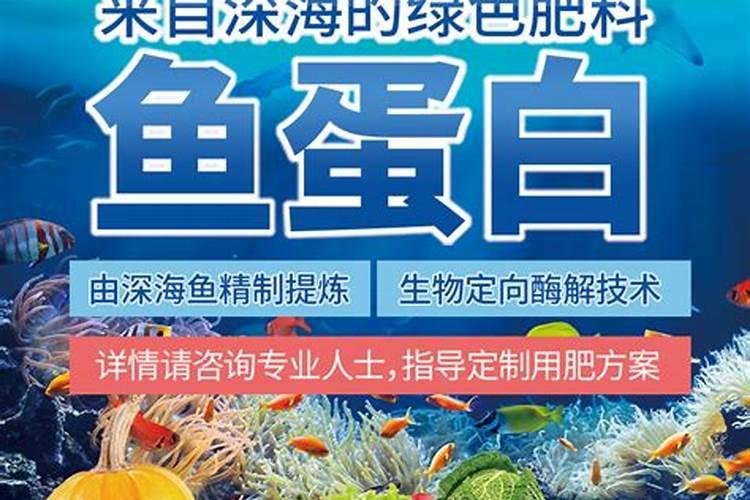 用鱼蛋白发酵鱼肠还有臭味吗