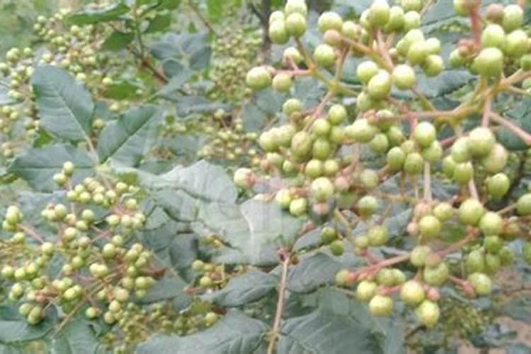 花椒树旱地水溶肥怎么施？