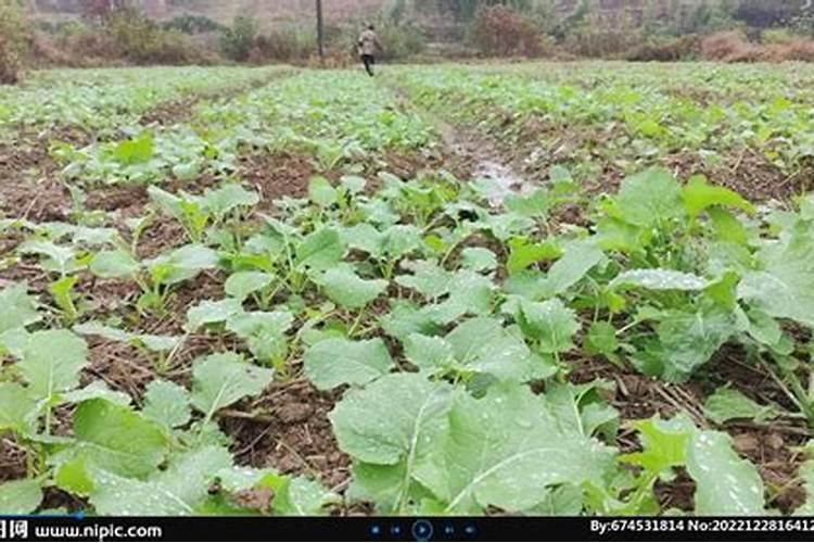 如何给油菜施肥 小麦油菜施肥时间及方法