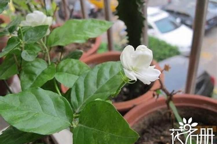 茉莉花喜肥吗 喜欢施什么肥料
