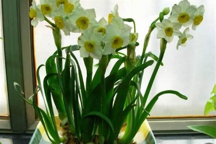 水仙水里能施肥吗？