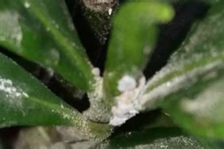 柚子雨后花期怎么管理