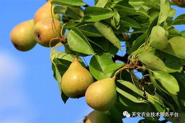 果树何时喷施磷酸二氢钾效果最好