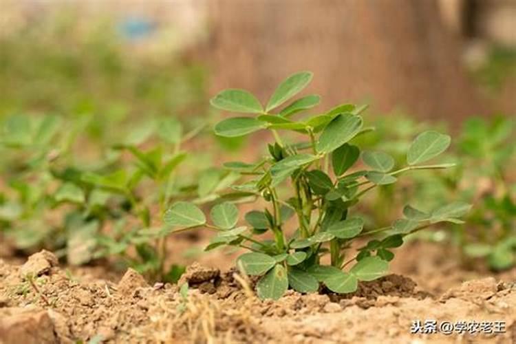 花生追肥用什么肥料最好