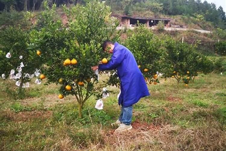 桔树用什么肥料比较好,还有什么时候用比较好