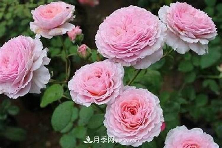 月季花怎么使用复合肥