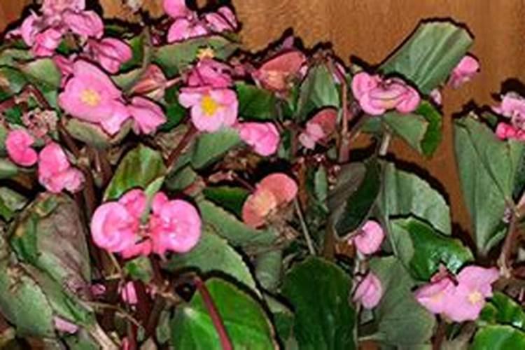 四季杜鹃种植多久开花 四季杜鹃几年开花