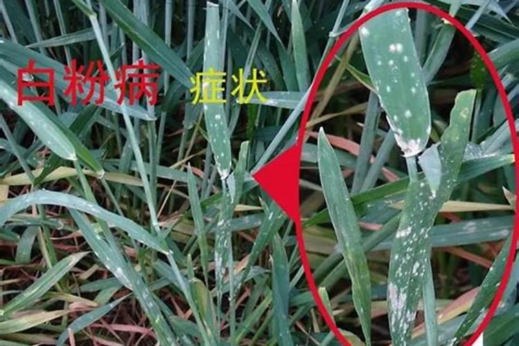 小麦纹枯病怎么治疗
