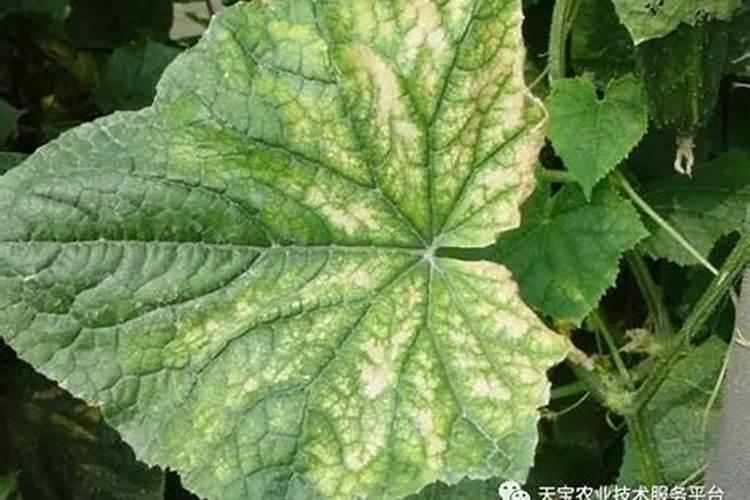 钾肥的作用是什么 钾肥有哪些种类