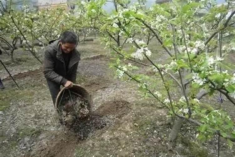 梨树施什么肥好