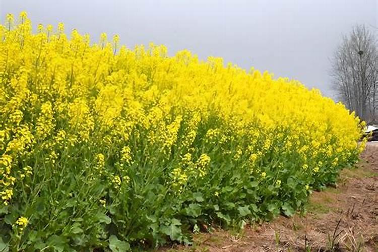 油菜上什么化肥最好