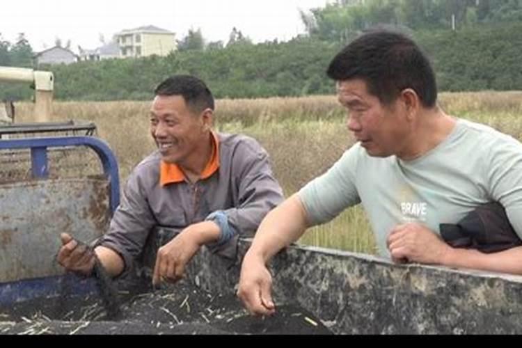 油菜亩产量一般多少斤 种植亩产及利润是多少