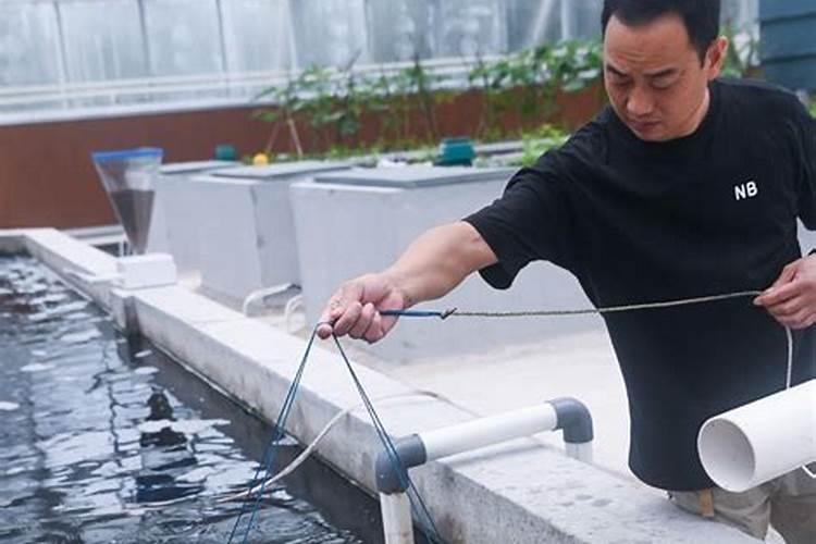 鱼蛋肥是什么肥料