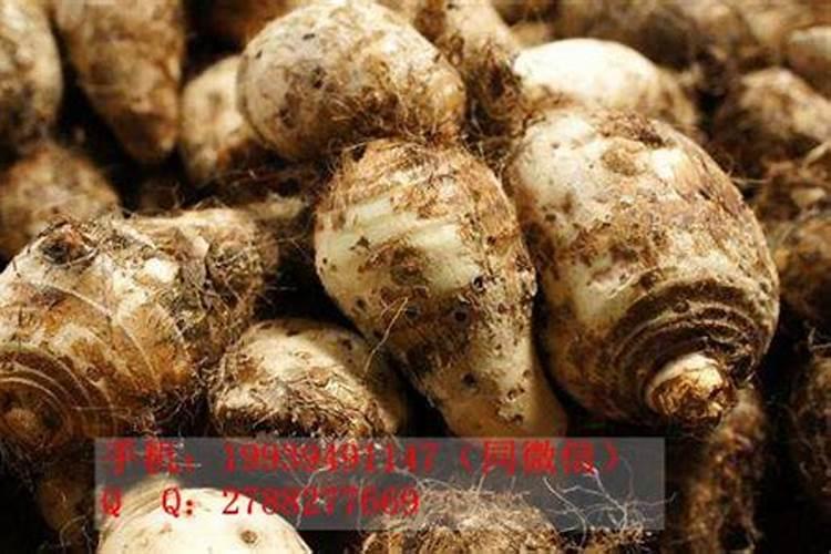 芋头膨大期用磷酸二氢钾喷叶面还是喷根好？