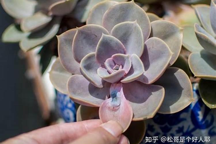 磷酸二氢钾养多肉效果