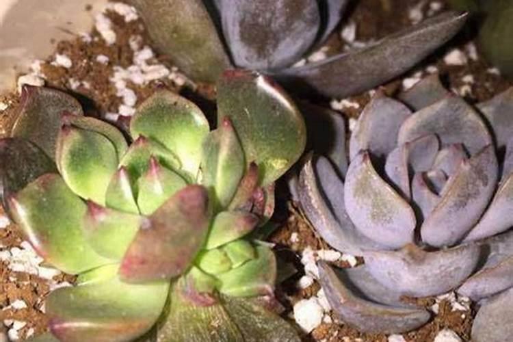 让多肉叶片肥厚施什么肥？