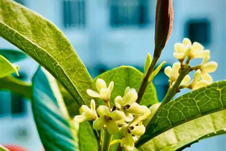 桂花树枝叶少用什么叶面肥能让枝叶茂盛