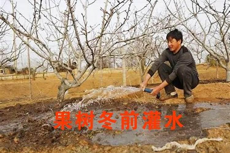 当年移栽的马家柚应如何施肥