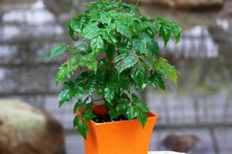 菜豆树怎么养