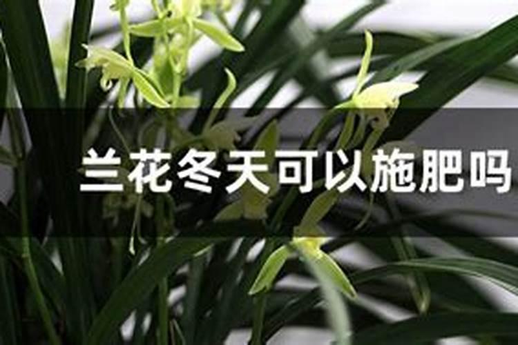 兰花冬天怎么施肥