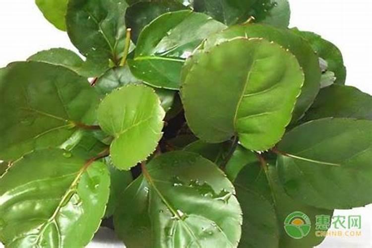 福禄桐怎么养？加什么肥料