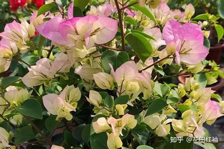 三角梅发芽后施什么肥