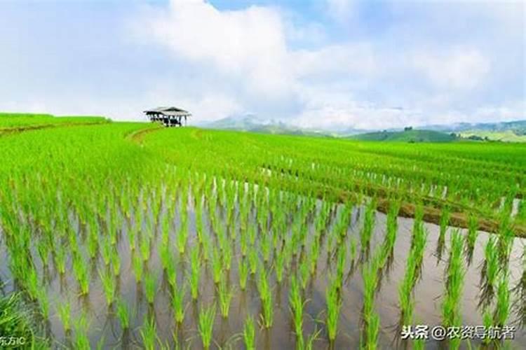 水稻分蘖肥需要用钾肥吗 怎么施肥效果好