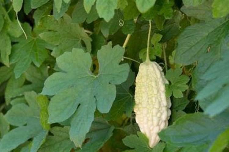 苦瓜怎么栽培种植能高产
