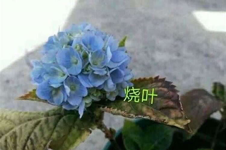 绣球花冬天叶子发黄是怎么回事