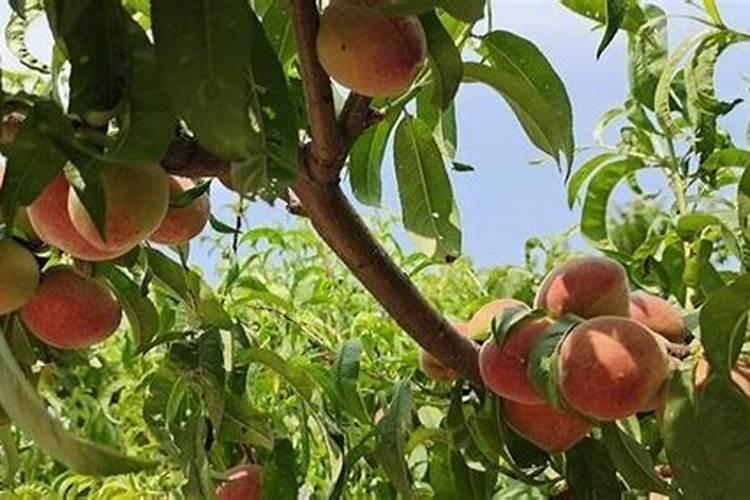 桃树硬核期需要追肥吗？追什么肥料效果好呢？
