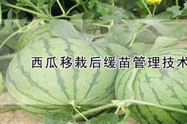西瓜移栽之后不长,什么原因