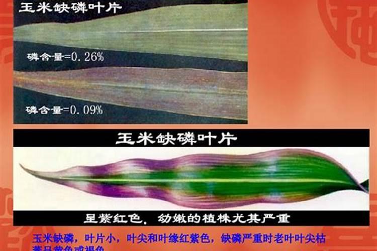 老师你好,土豆缺磷是什么症状？如何控制这个问题？