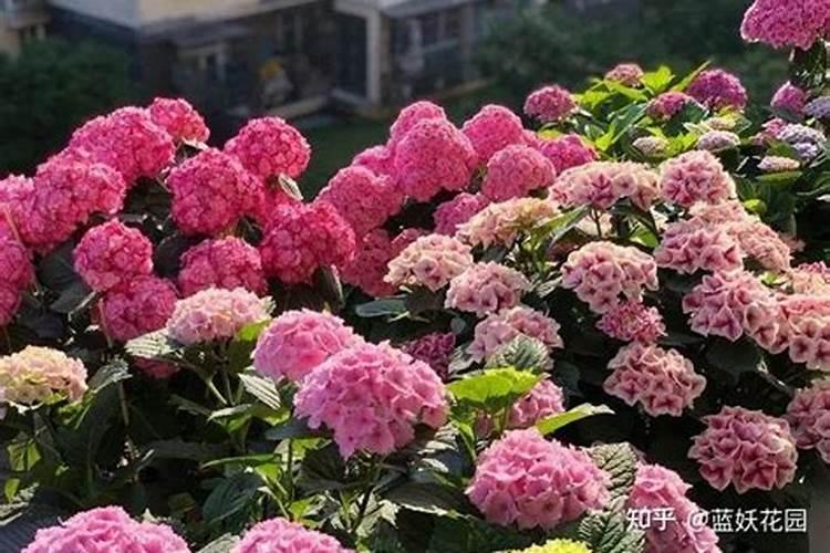 绣球花施肥时间和方法
